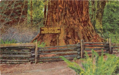 Prairie Creek State Park, carte poștală din California